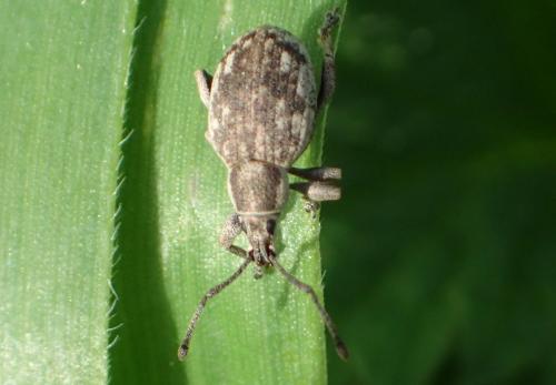 Réf. 182 096 : Peritelus sphaeroides